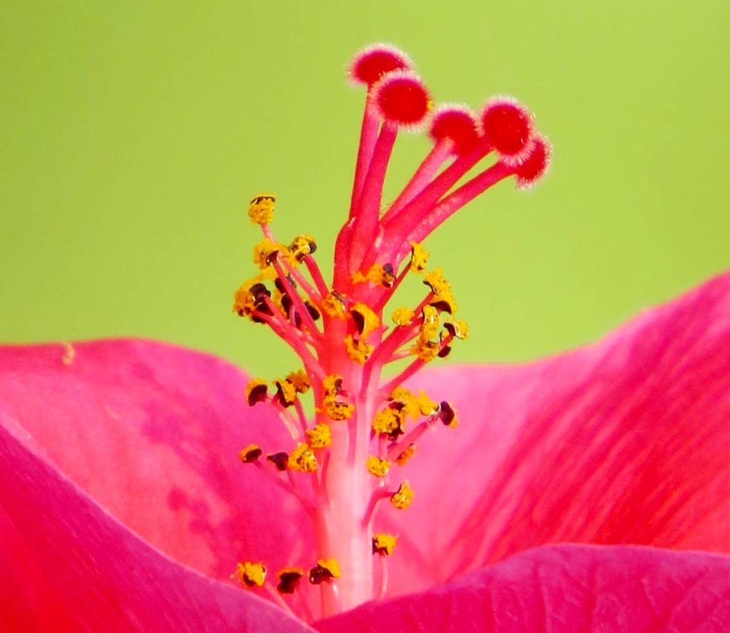 hibiscus-closeup
