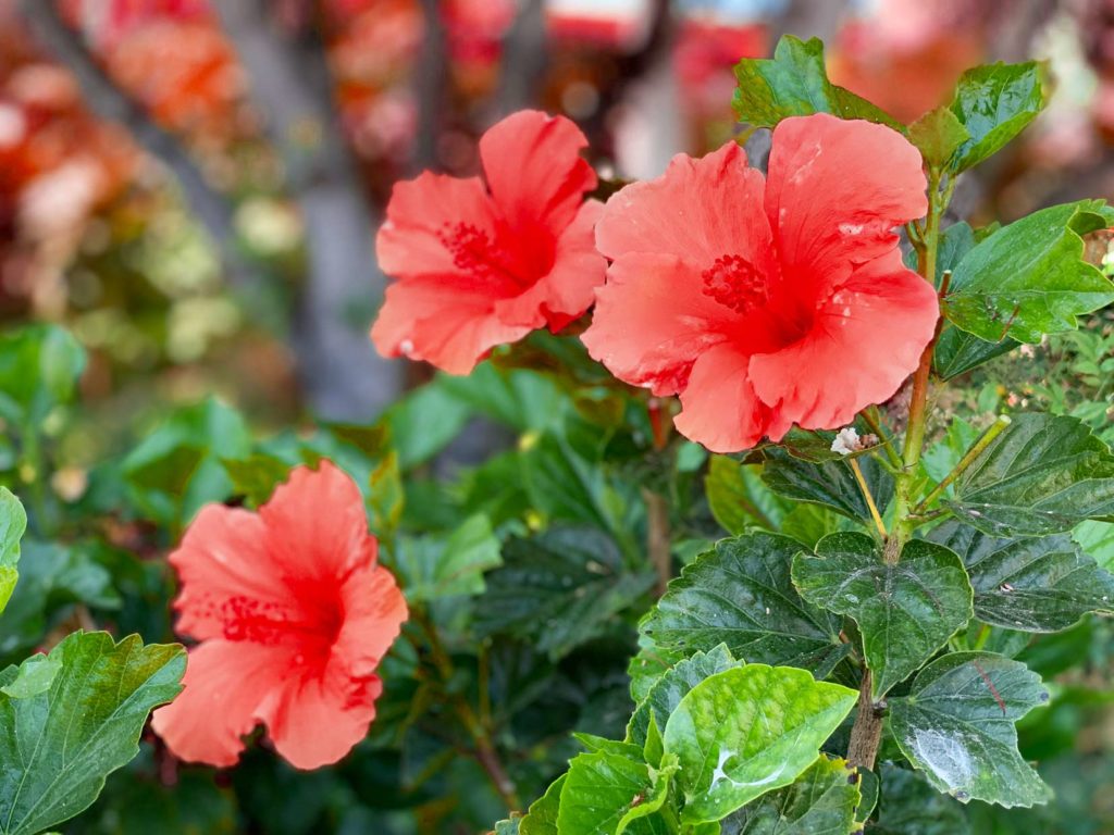7 Shocking Benefits And Risks From Hibiscus Tea Afternoon Tea Reads benefits and risks from hibiscus tea