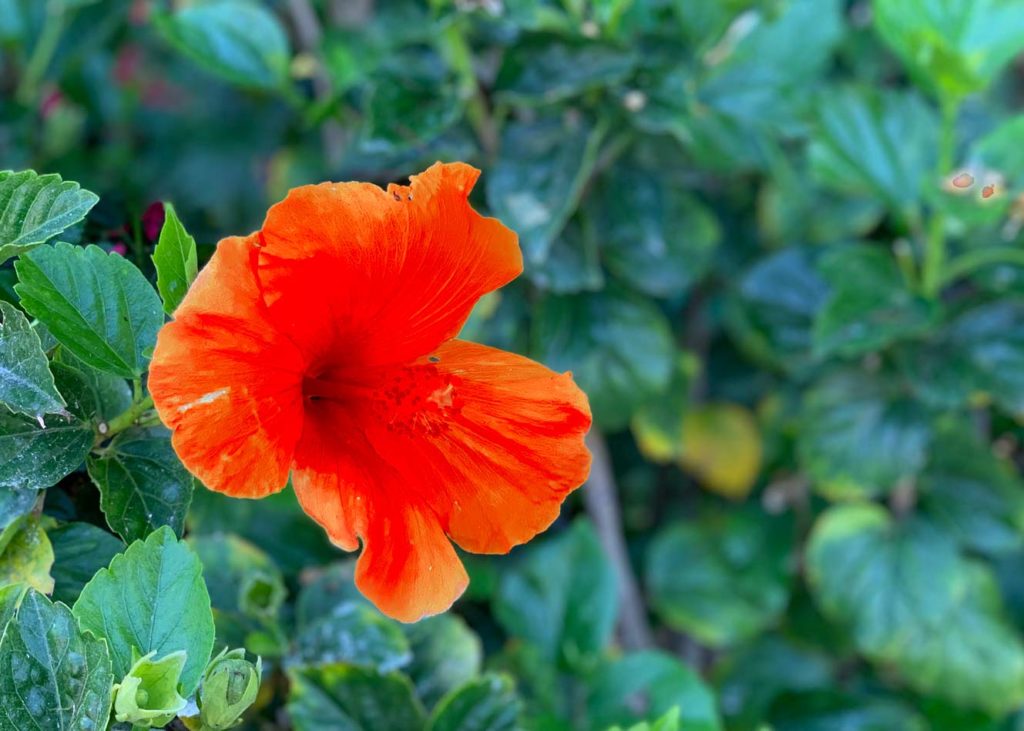 7 Shocking Benefits And Risks From Hibiscus Tea Afternoon Tea Reads