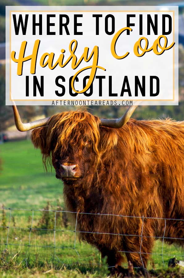 Best Places to Spot Highland Cow Around Scotland | Over the years "hairy coos" as locals like to call them have become somewhat of an icon for Scotland. I sure fell in love the first time I saw one! Who wouldn't love that luscious hair!? Going to Scotland? Here are some places where you can spot these beauties for yourself! #highlandcowscotland #highlandcowfromedinburgh #hiddengemsscotland #scotlandwildlife #scotlandcattle