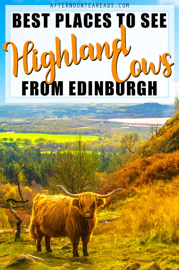 finding-highland-cows-sctoland-pinterest2