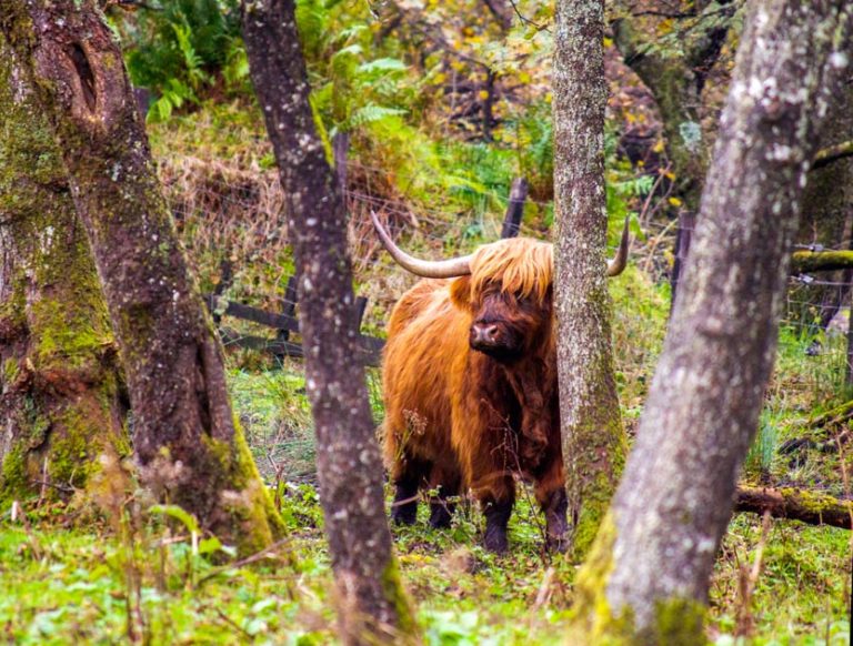 highland-cow-ben-nevis