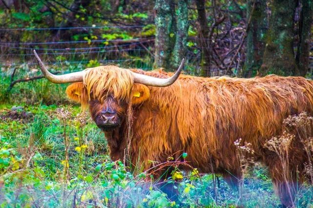 highland-cow-ben-nevis-closer