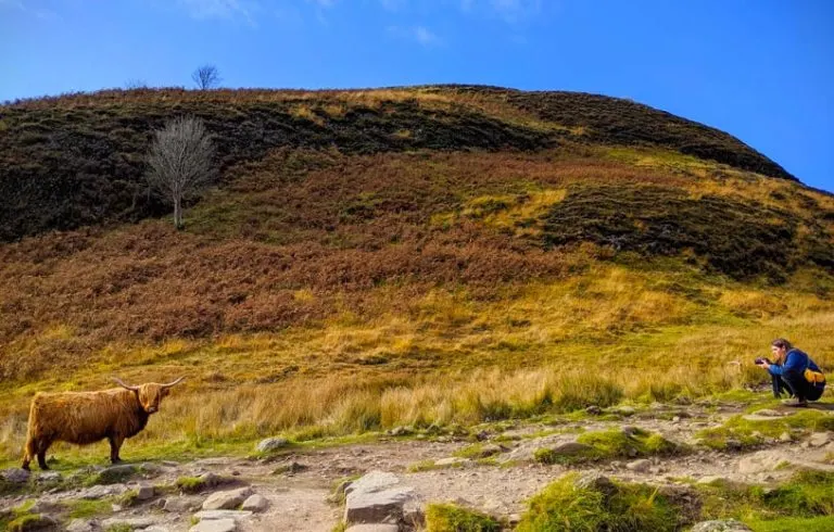 highland-cow-hiking-conic-hill