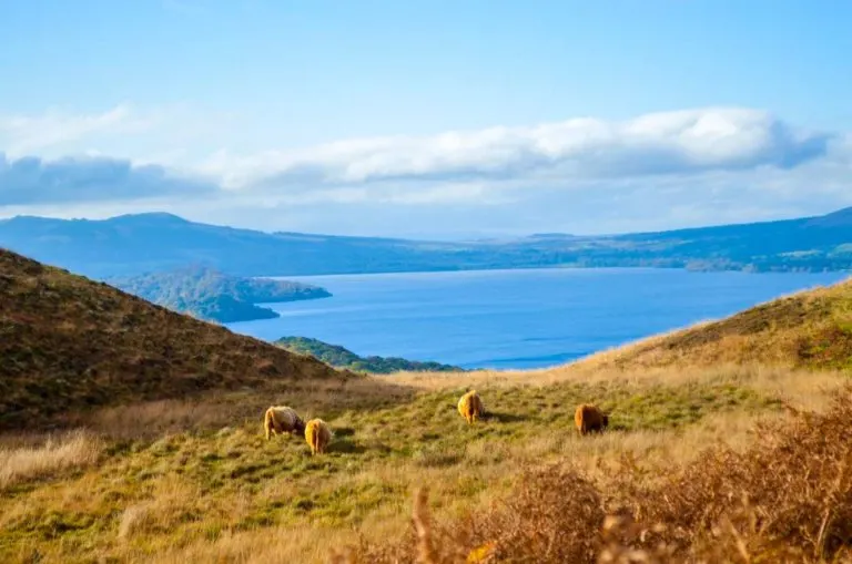 loch-lomond-highland-cow