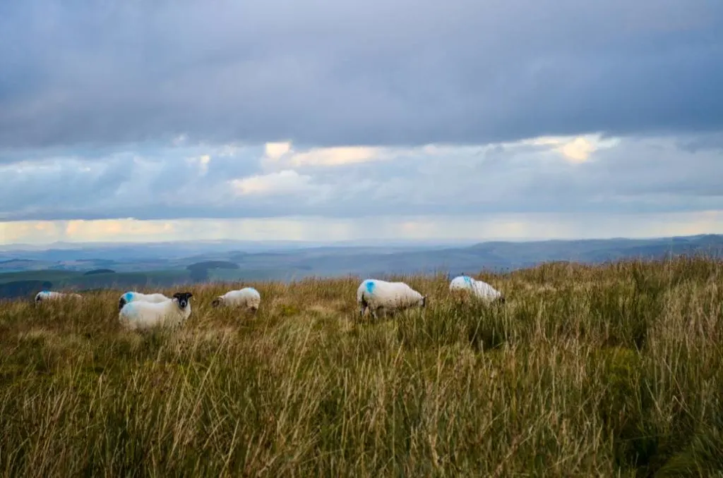 scottish borders sheep graze, There are six white sheep in a sea of tall grass. All of them have their heads down, except for one, which happens to be looking directly at you. Their face is completely black, against their white wool. The clouds above are dark and ominous, and you can see fog in the distance, most likely rain. But there are spots of yellow, where the sun behind the clouds is trying to peak through. 