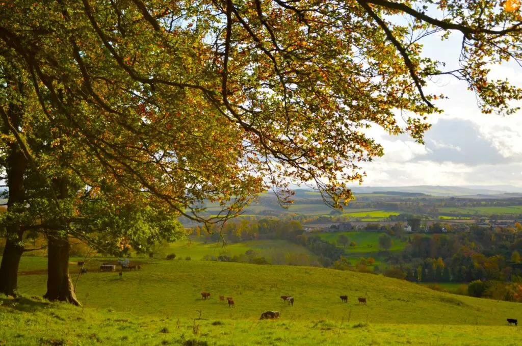 a typical view of the scottish border. A tall tree frames the left and top of the image, blocking the sunny and cloudy sky. Below it is farmland way into the distance. You can barely make out some cows grazing on the fields.