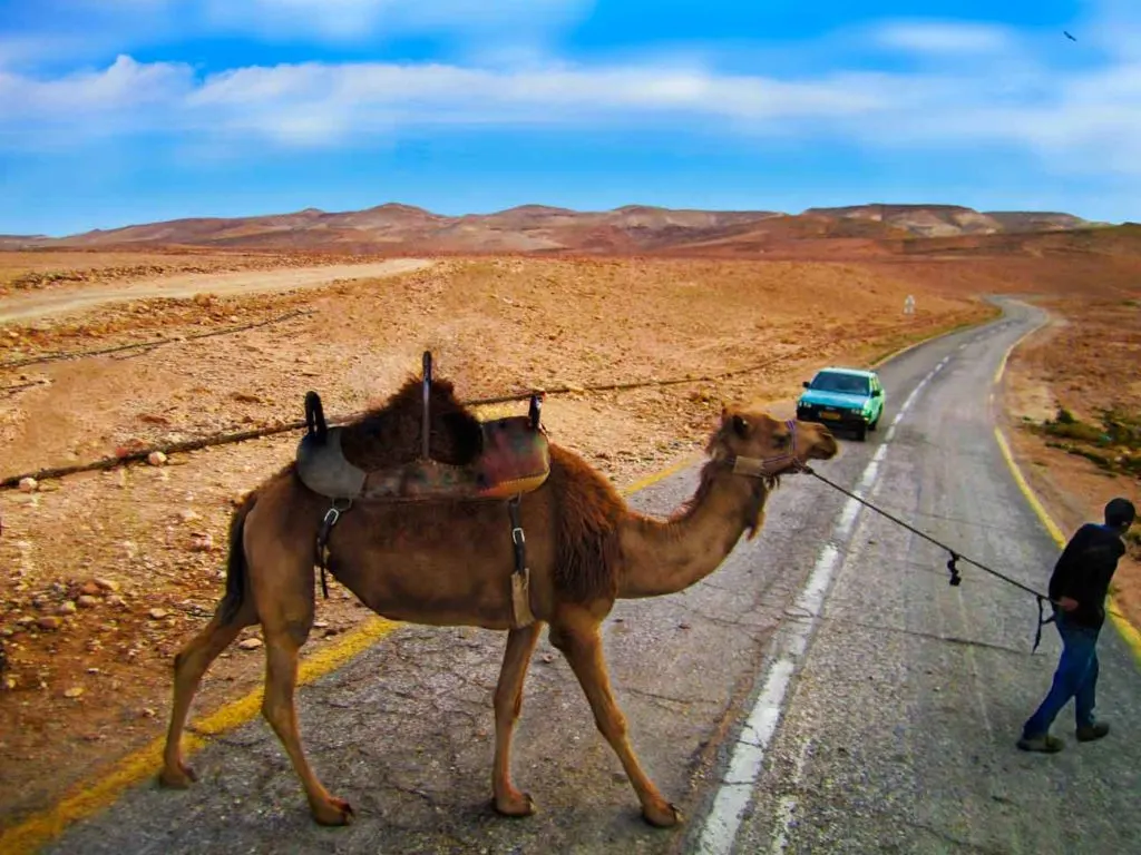 ride a camel in the desert