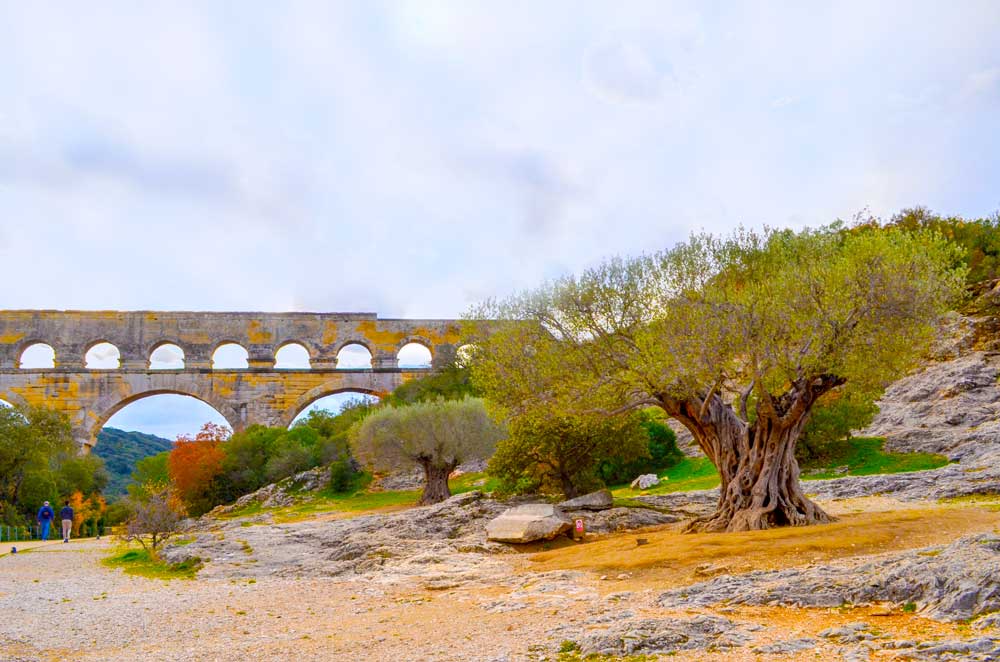 olive-trees-at-le-pont-du-gard-france