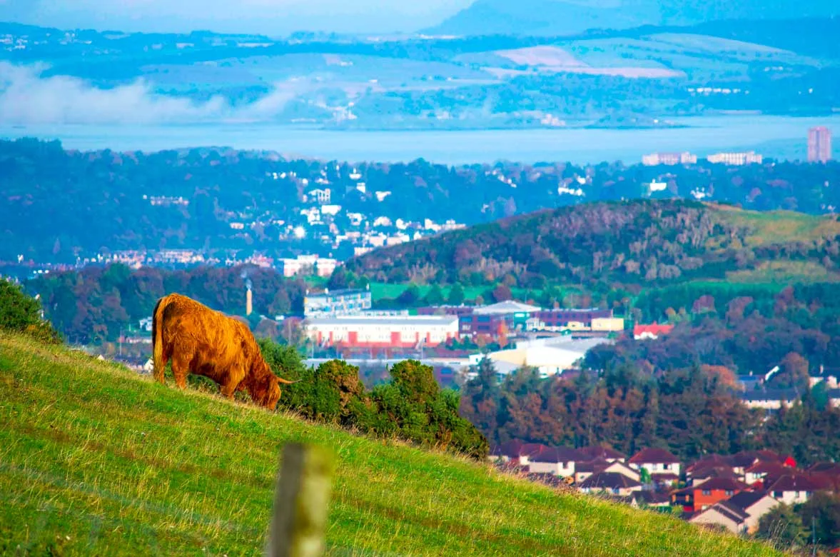 highland-cow-edinburgh-travel-guide