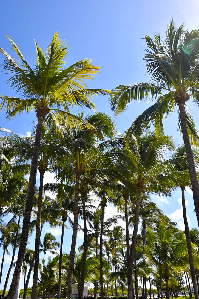 palm trees reaching high in the blue sky. There are a few white clouds in the distance, the sun is glaring into the photo on the right side. 