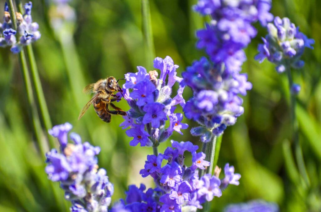 lavender for tea for anxiety