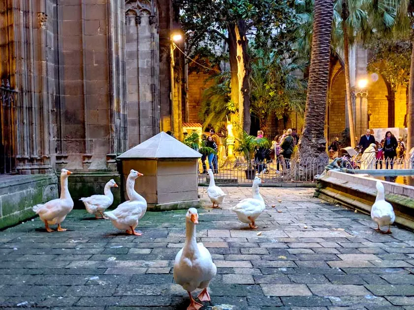 geese-barcelona-cathedral-2