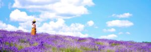lavender-fields-from-montreal-featured