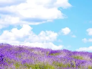lavender-fields-from-montreal-featured