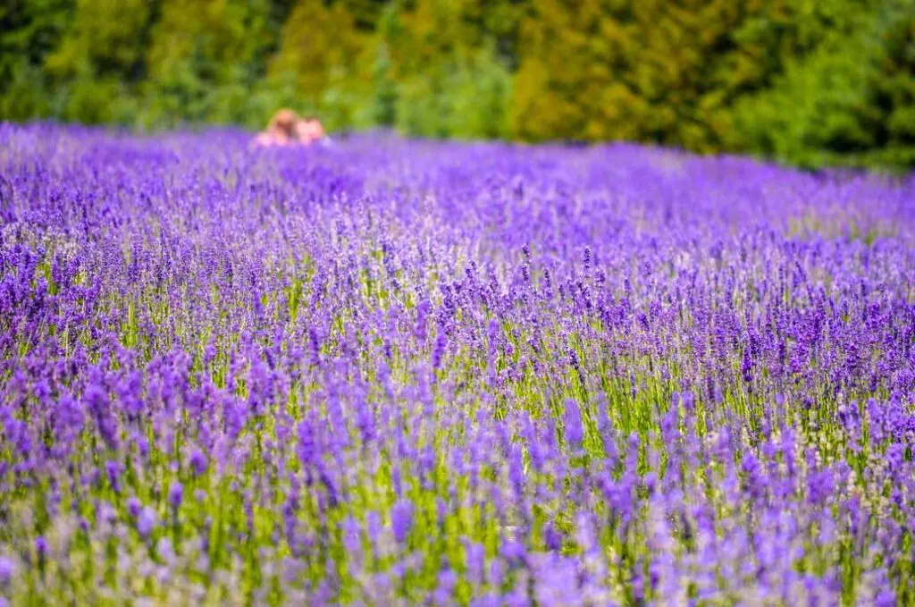 luscious-blue-lavande-lavender-fields-around-montreal