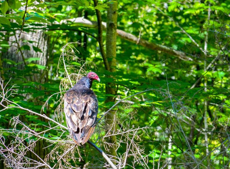 turkey-vulture-hiking-mont-tremblant