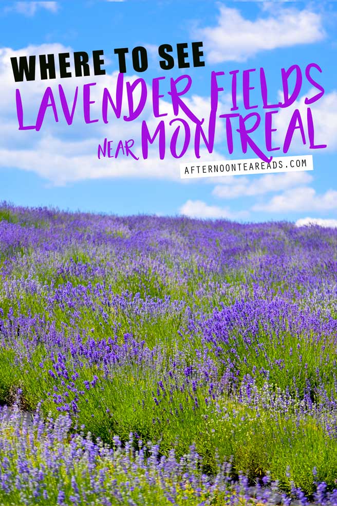 The Ultimate Guide To Lavender Fields Near Montreal #lavenderfields #montreallavenderfields #montrealguide #lavendermontreal