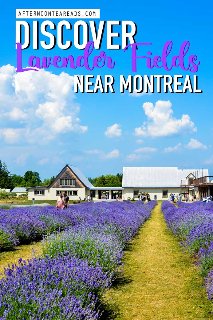 The Ultimate Guide To Lavender Fields Near Montreal #lavenderfields #montreallavenderfields #montrealguide #lavendermontreal
