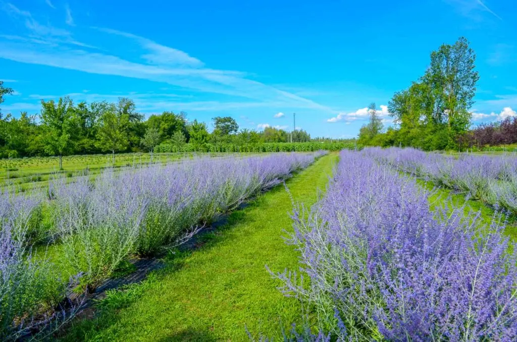 champs-de-reve-lavender-fields-montreal