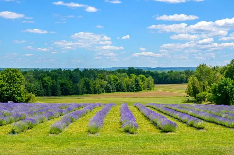 lavender-fields-montreal-blue-lavande