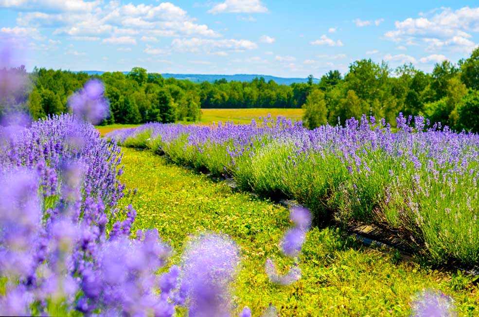 lavender-fields-near-montreal
