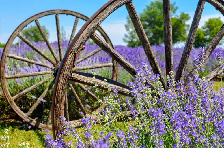 maison-lavande-lavender-fields