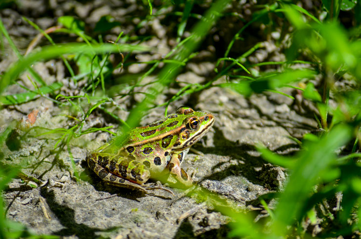 park-yamachiche-quebec-froggy-wildlife-photography