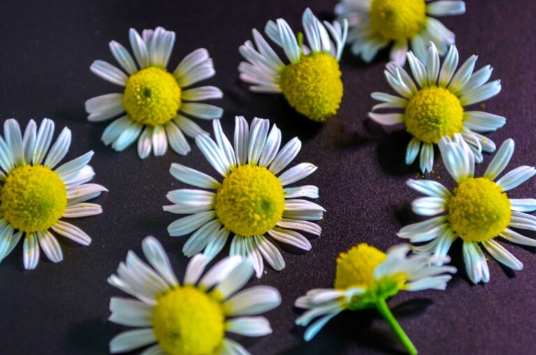 chamomile-flowers