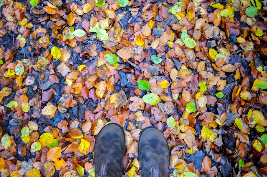 an over head photo of a completely leaf covered ground (the leaves are a mix of orange, yellows, and red with some bright green ones mixed in). In the middle on the bottom of the photo are some blundstone boots.