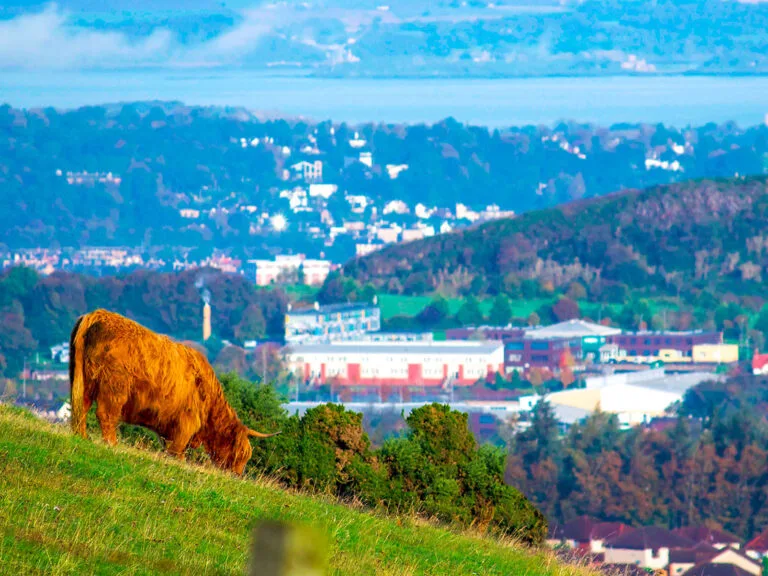 web-story-feature-highland-cow