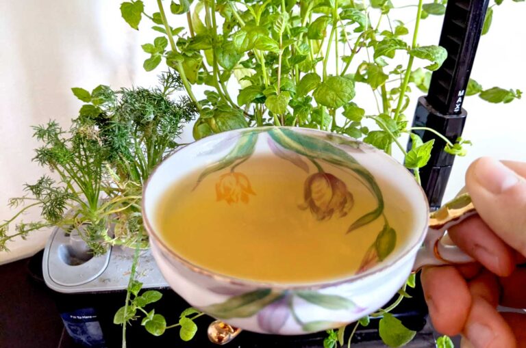 chamomile-tea-grown-in-aerogarden