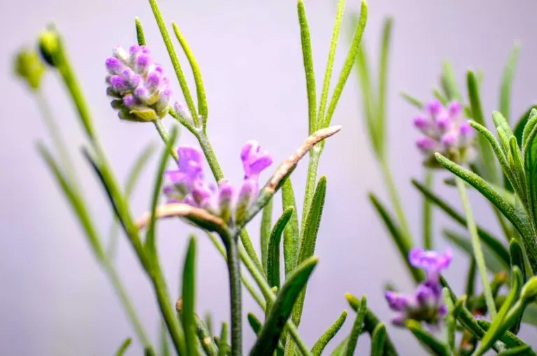 growing-lavender-in-aerogarden-2