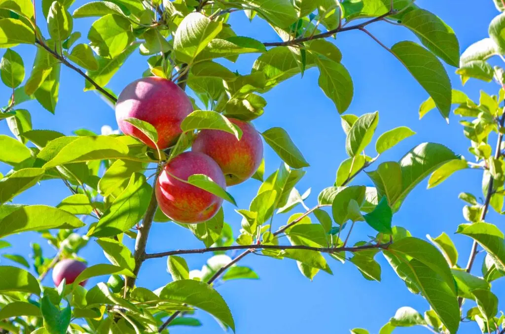apple picking at quinn farm from montreal in the fall. A closeup view of three fresh red apples in the fully leaved tree with bright blue sky peaking through the branches