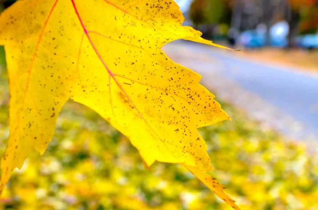 a close up of a bright yellow fall maple leaf. You can see more yellow leaves blurred in the background completely covering the green grass. 