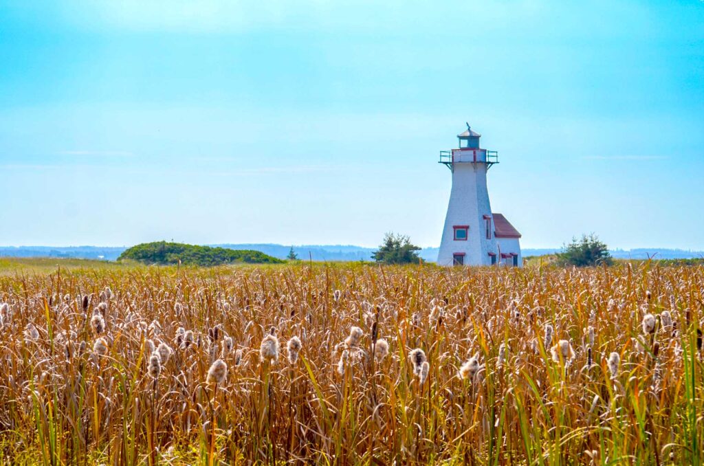 new london lighthouse pei canada. A field of wheat grass still with a bushy top leads your eye until it meets a white and red lighthouse. 

Beyond the lighthouse isn't much,  a small green hill, two bushes on either side of the lighthouse, and then you can barely make out some more rolling hills in the distance, made blue from the sky above. 