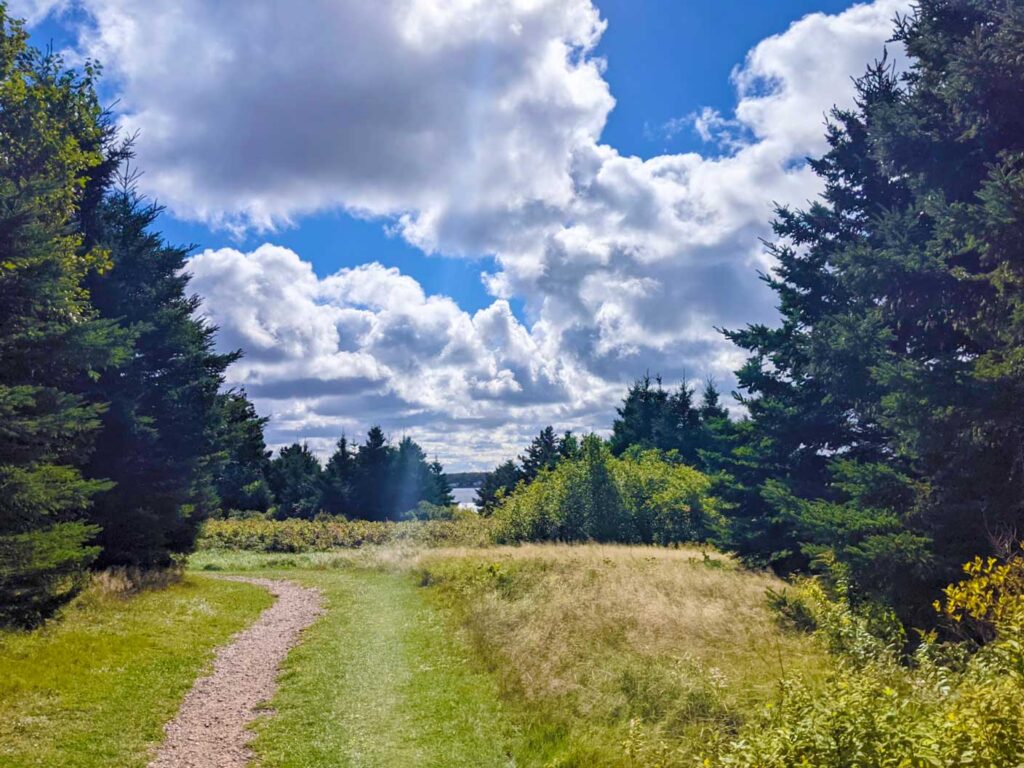 a simple narrow gravel travel leads you through the grass and tree on robinsons island. 