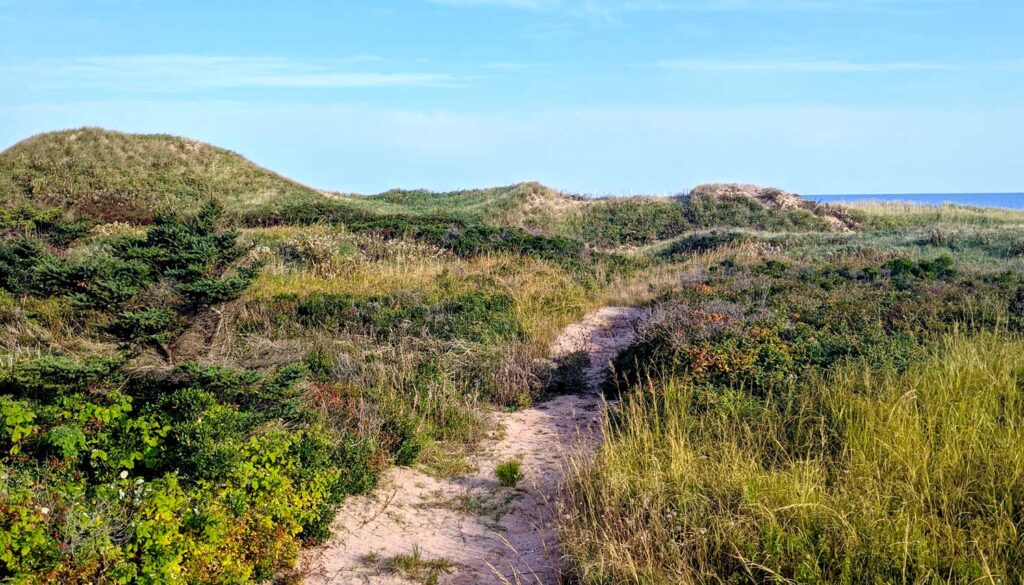 a sandy trail leading you further into nature, possibly towards the water far off in the distance. There isn't a tree in site. The greenery comes from the different floral and low grass on the grand. There is a mountain in the distance, a sand dune completely covered in grass