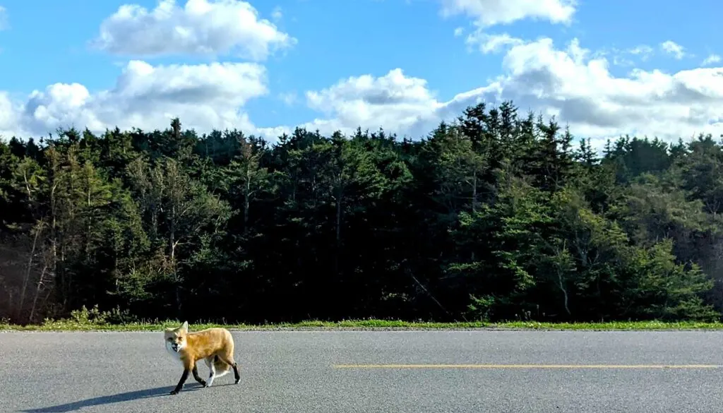 a fox in the middle of the road in prince edward island national park. There's a dense forest behind and then the blue sky with some clouds above