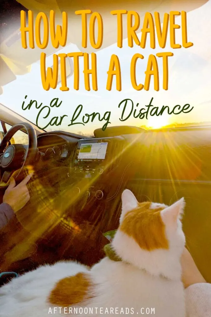 How To Travel With A Cat In A Car For Long Distance Road Trips