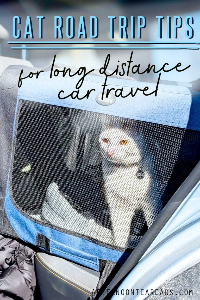 cat travel tips car