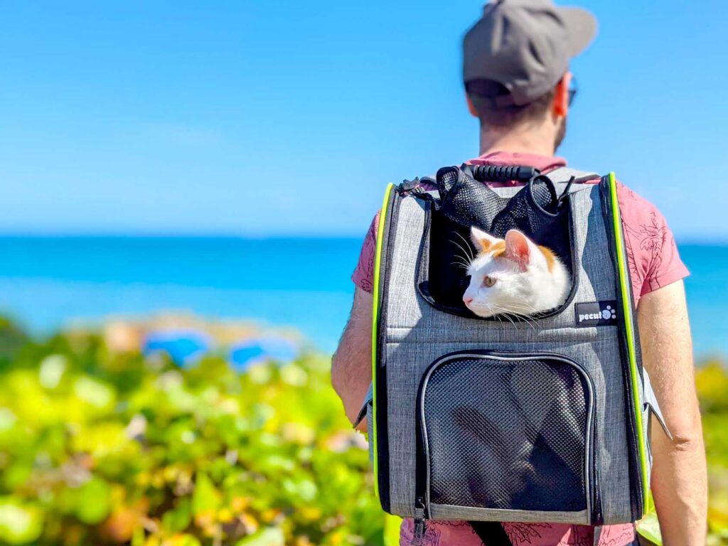 at-the-beach-with-the-pecute-cat-backpack-review