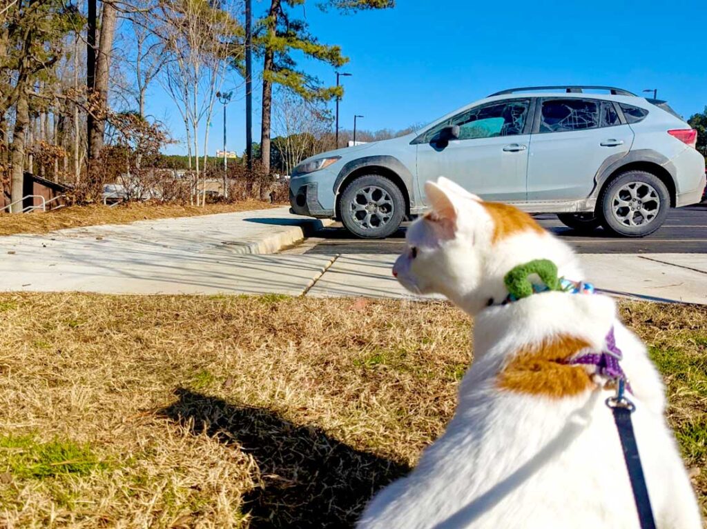 car-travel-with-a-cat-long-distance