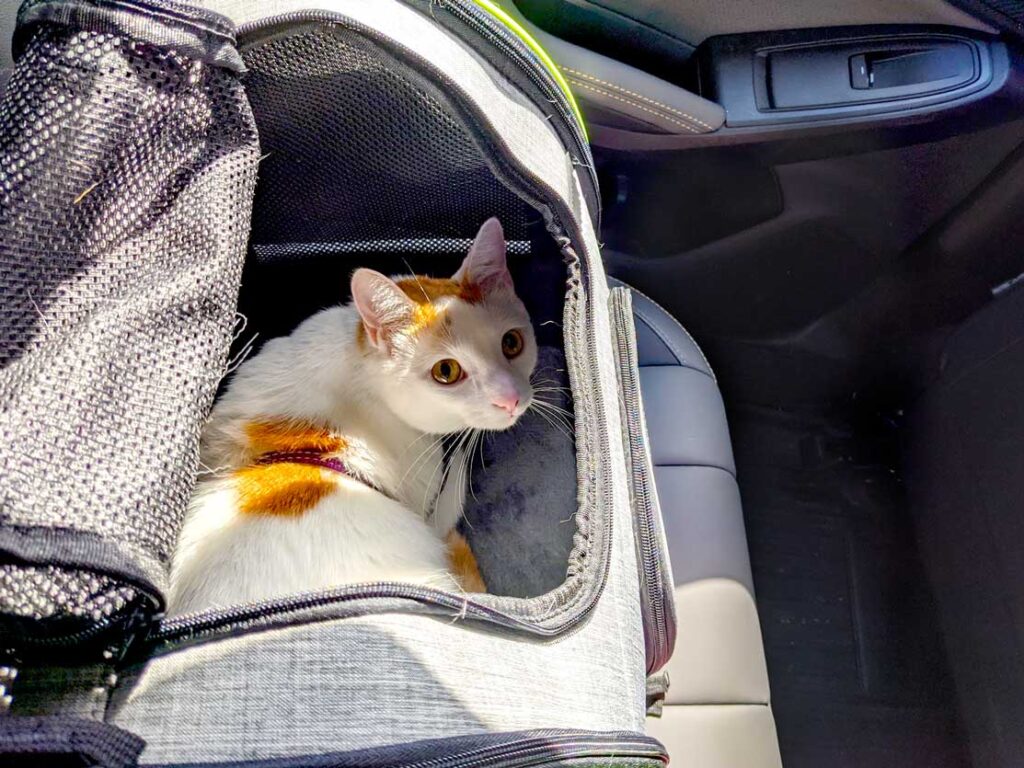 car-travel-with-a-cat-pecute-backpack