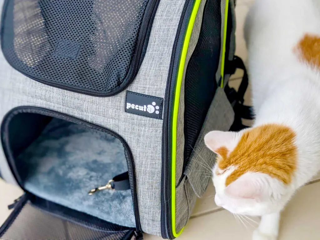 cat-curious-travel-cat-backpack