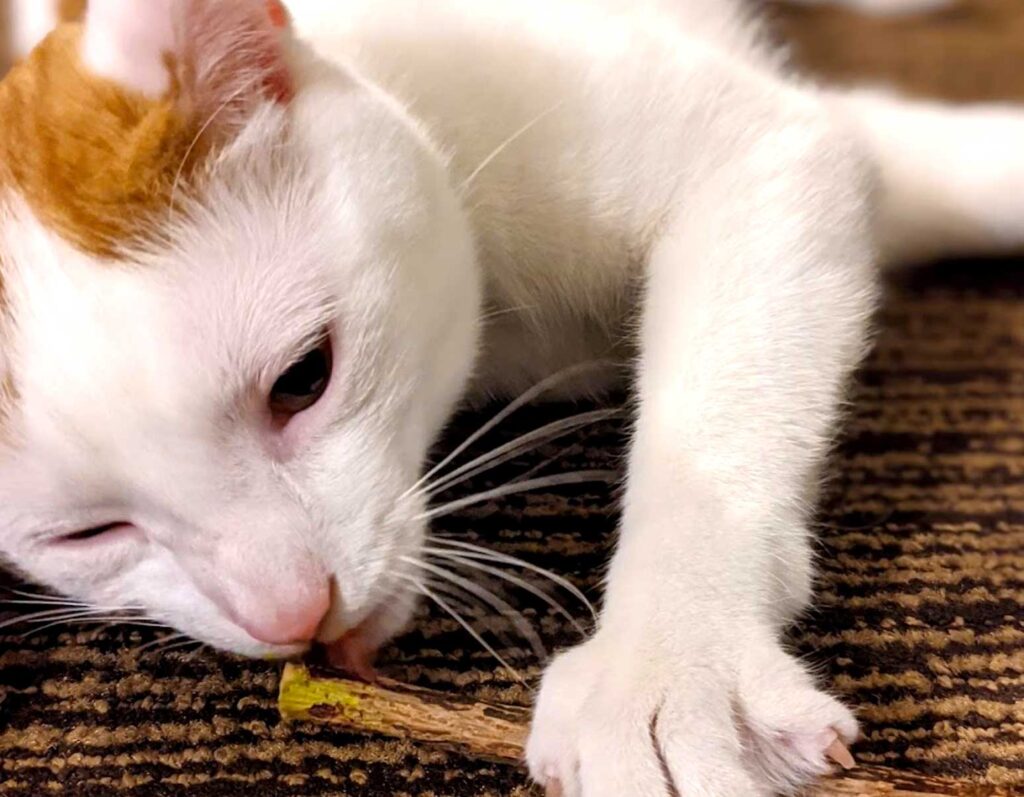 cat-enjoying-silver-vine-in-a-hotel-room