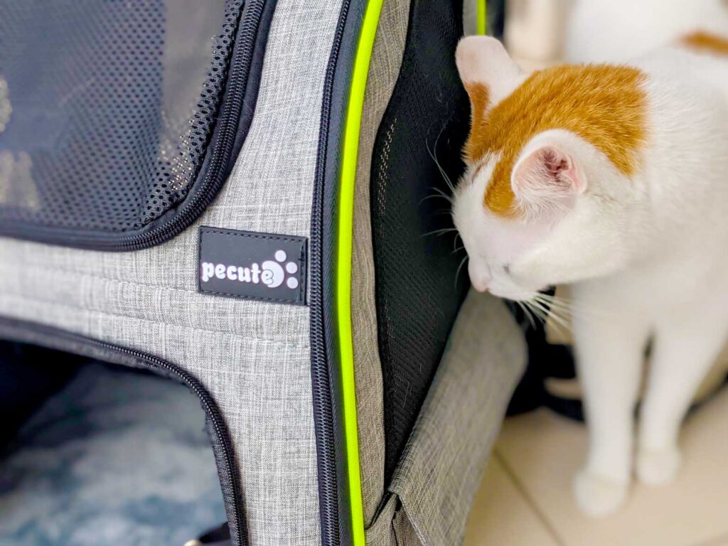 cat-looking-inside-cat-backpacl