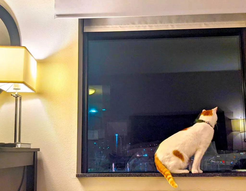 cat-looking-out-window-staying-in-staying in a-hotel-with-a-cat