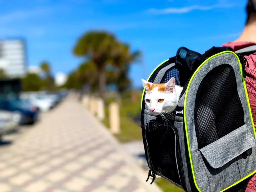 cat-travel-backpack-cat-road-trip-tips