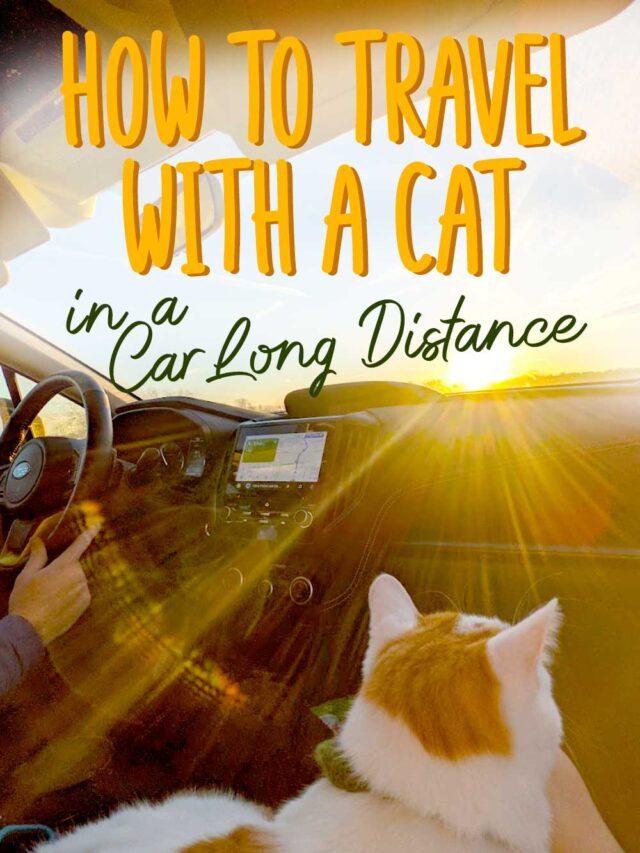 How To Travel With A Car In A Car – Road Trip Tips With A Cat
